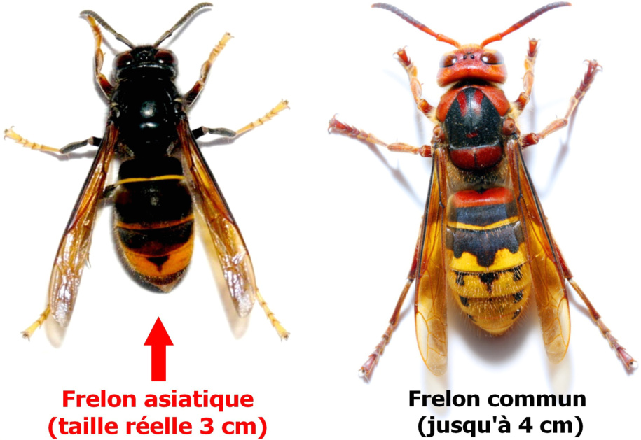 Frelons asiatique et frelon commun