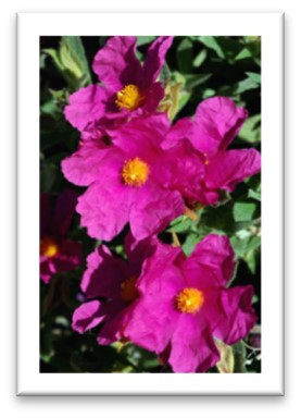 Cistus