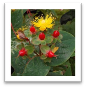 Hypericum