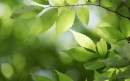 Arbre naissance