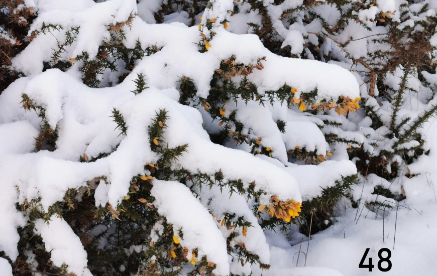 Cagny sous la neige