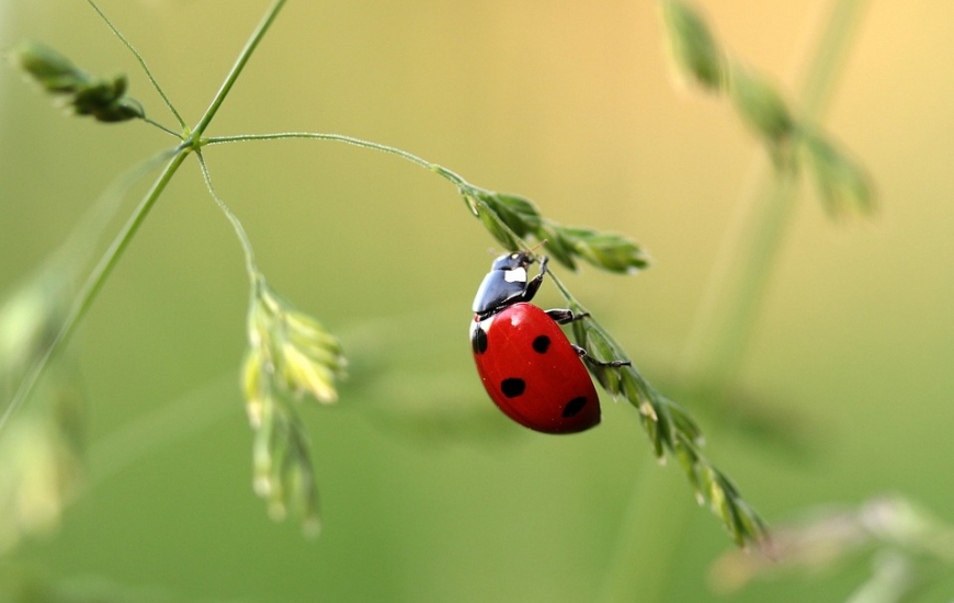 Coccinelle