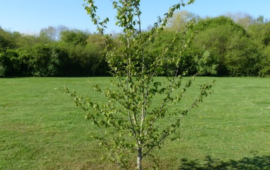 Arbre des naissances
