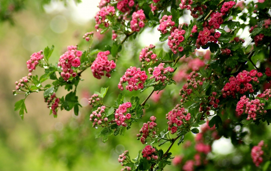 Fleurs printemps