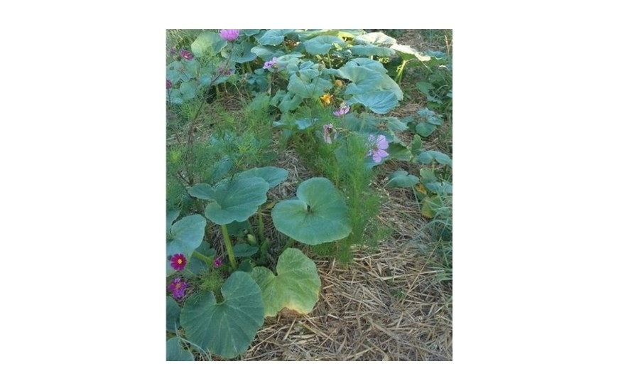 Jardin partagé