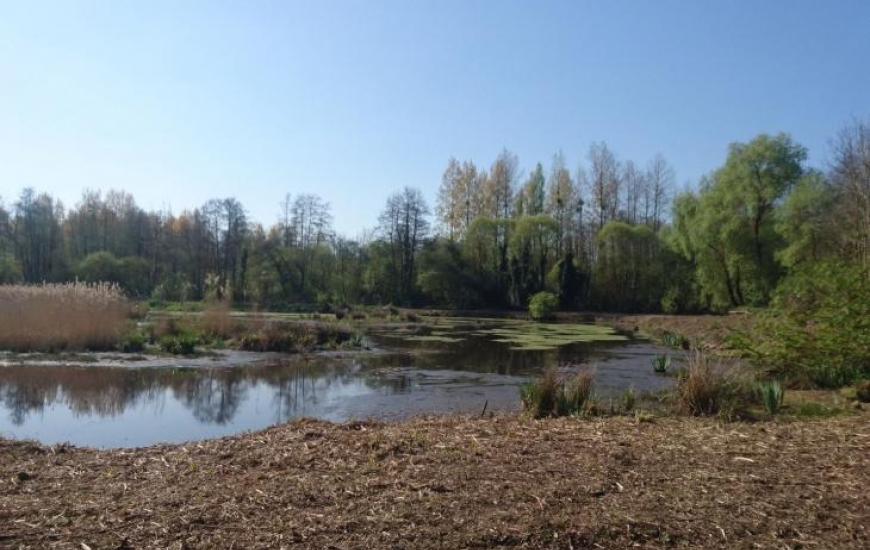 Marais de Chicheboville