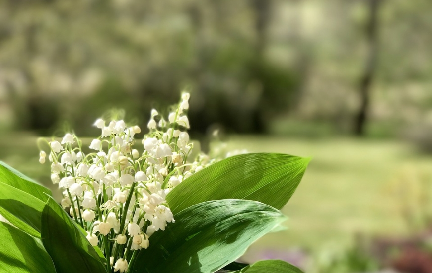 Muguet