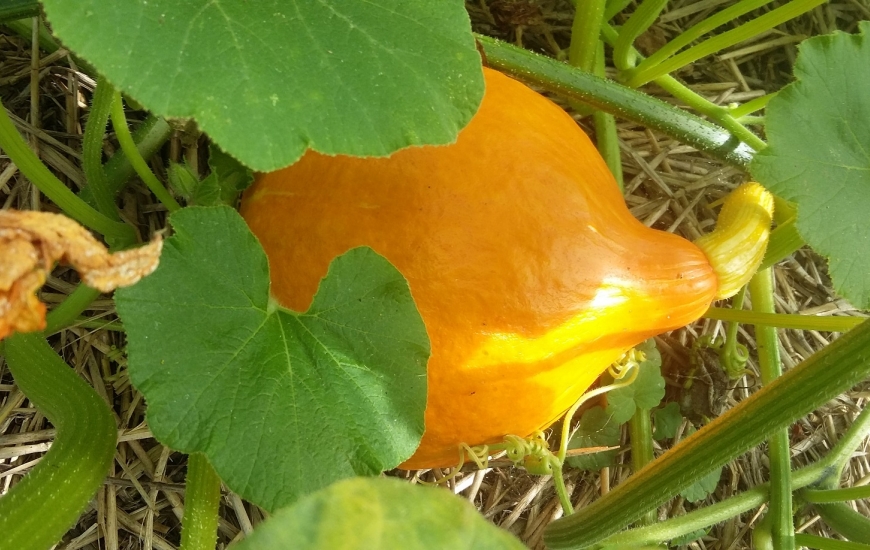 Jardin partagé