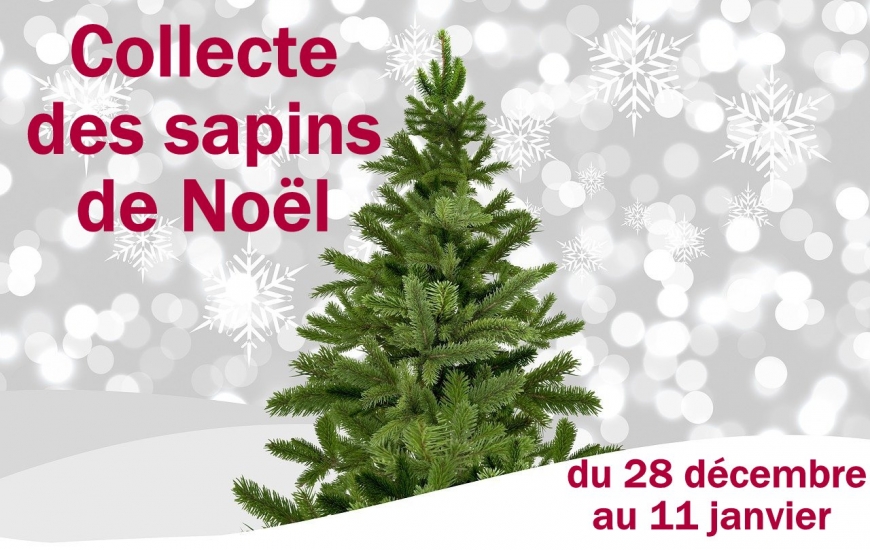 Collecte sapins