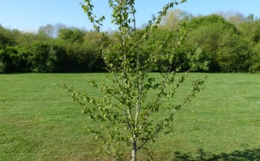 Arbre des naissances