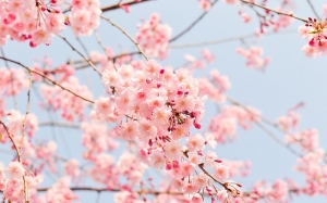 Arbre