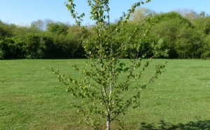 Arbre des naissances