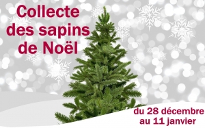 Collecte sapins
